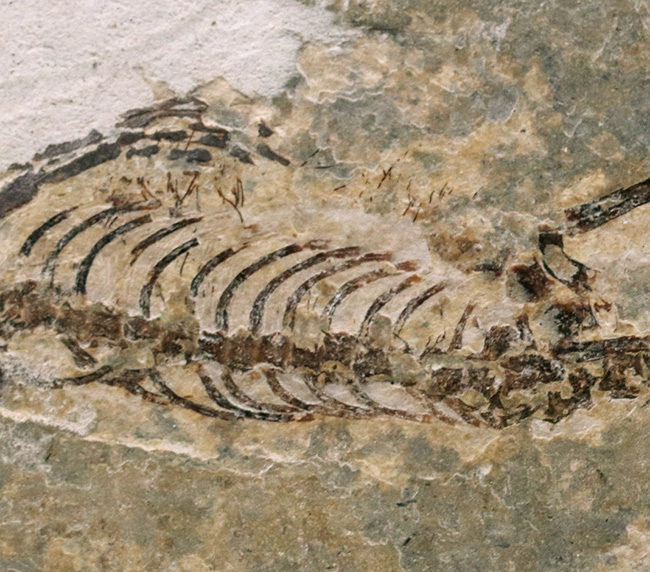 ミニドラゴン!およそ白亜紀に棲息していた淡水生爬虫類、ヒファロサウルス(Hyphalosaurus lingyuanensis)の全身骨格の化石(その4)