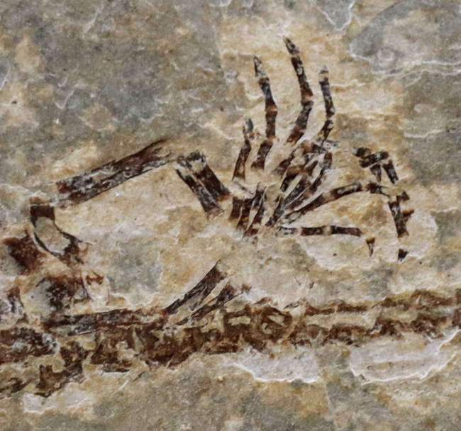 ミニドラゴン!およそ白亜紀に棲息していた淡水生爬虫類、ヒファロサウルス(Hyphalosaurus lingyuanensis)の全身骨格の化石(その5)