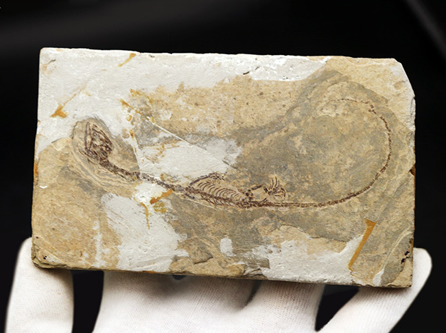 ミニドラゴン!およそ白亜紀に棲息していた淡水生爬虫類、ヒファロサウルス(Hyphalosaurus lingyuanensis)の全身骨格の化石(その7)