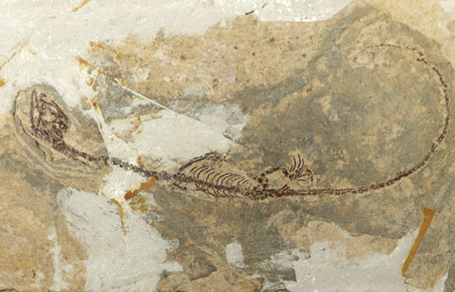 ミニドラゴン!およそ白亜紀に棲息していた淡水生爬虫類、ヒファロサウルス(Hyphalosaurus lingyuanensis)の全身骨格の化石(その8)