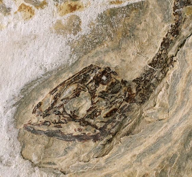 ミニドラゴン!およそ白亜紀に棲息していた淡水生爬虫類、ヒファロサウルス(Hyphalosaurus lingyuanensis)の全身骨格の化石(その9)