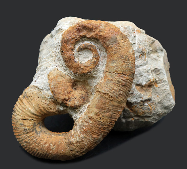 モロッコ産の典型的な異常巻きアンモナイト、アンキロセラス（Ancyloceras）の全体が保存された上質化石（その1）