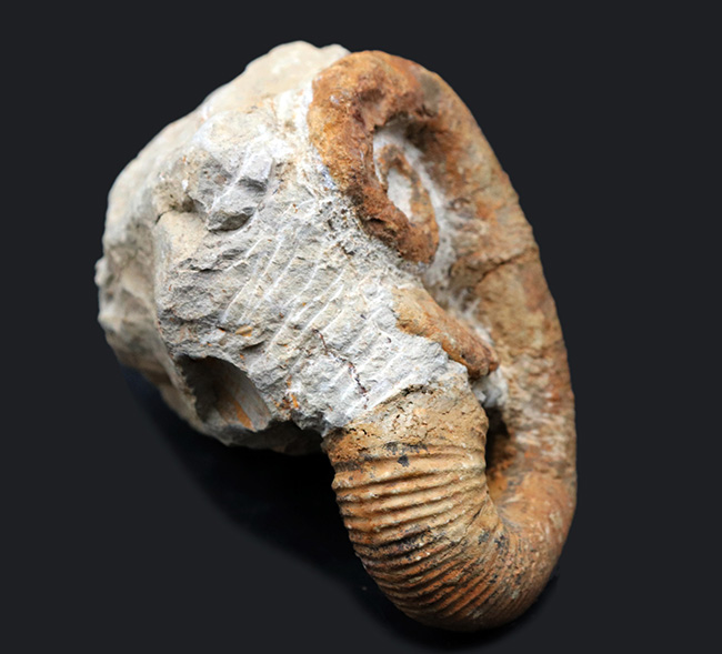 モロッコ産の典型的な異常巻きアンモナイト、アンキロセラス（Ancyloceras）の全体が保存された上質化石（その7）