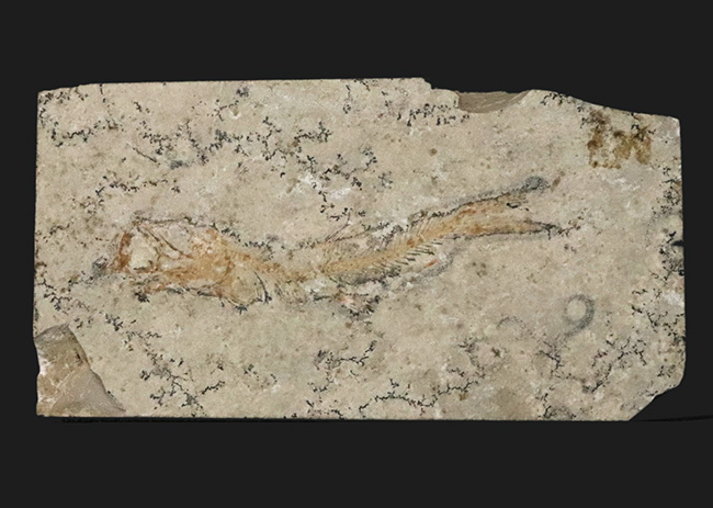 化石の世界的名産地、ドイツ・ゾルンホーフェン産の硬骨魚類、レプトレピス(Leptolepis stratiformis)の全身化石(その1)