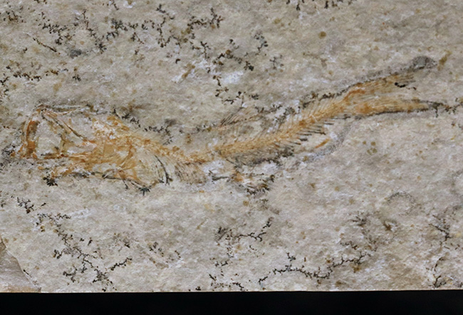 化石の世界的名産地、ドイツ・ゾルンホーフェン産の硬骨魚類、レプトレピス(Leptolepis stratiformis)の全身化石(その2)