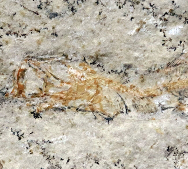 化石の世界的名産地、ドイツ・ゾルンホーフェン産の硬骨魚類、レプトレピス(Leptolepis stratiformis)の全身化石(その3)