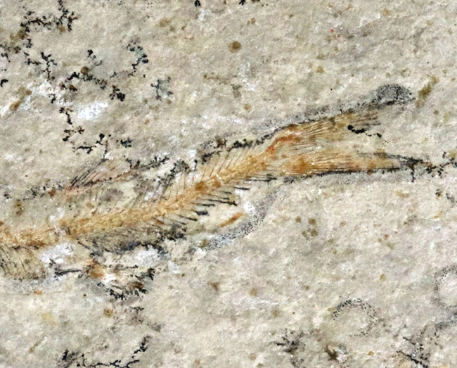 化石の世界的名産地、ドイツ・ゾルンホーフェン産の硬骨魚類、レプトレピス(Leptolepis stratiformis)の全身化石(その4)