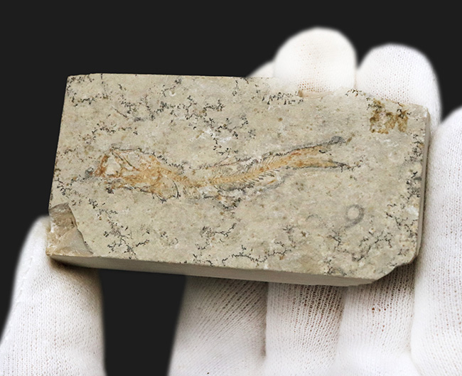 化石の世界的名産地、ドイツ・ゾルンホーフェン産の硬骨魚類、レプトレピス(Leptolepis stratiformis)の全身化石(その5)