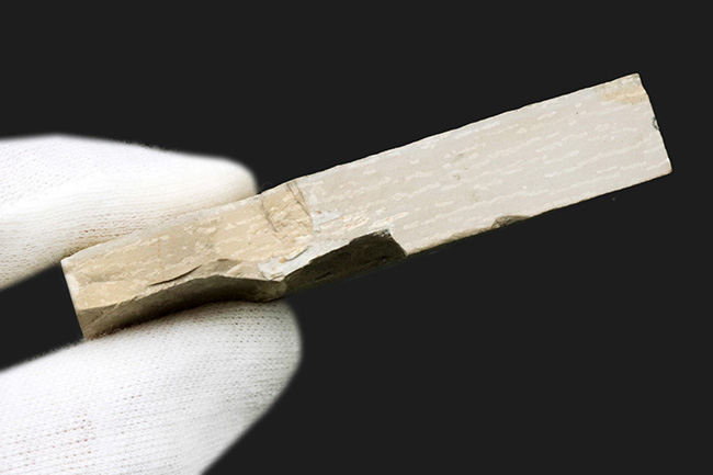 化石の世界的名産地、ドイツ・ゾルンホーフェン産の硬骨魚類、レプトレピス(Leptolepis stratiformis)の全身化石(その7)