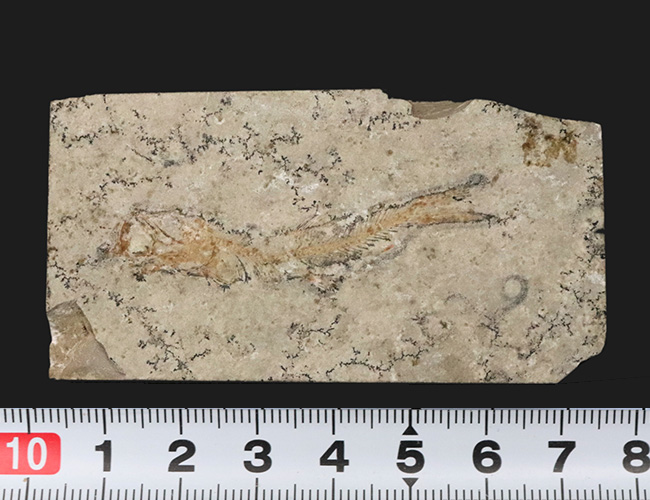 化石の世界的名産地、ドイツ・ゾルンホーフェン産の硬骨魚類、レプトレピス(Leptolepis stratiformis)の全身化石(その8)