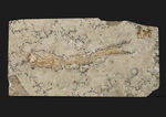 化石の世界的名産地、ドイツ・ゾルンホーフェン産の硬骨魚類、レプトレピス（Leptolepis stratiformis）の全身化石