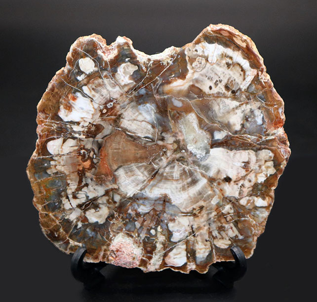 書斎のデスクやインテリアに最適！およそ2億5千万年前の針葉樹の幹の