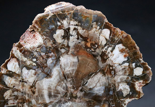 書斎のデスクやインテリアに最適！およそ2億5千万年前の針葉樹