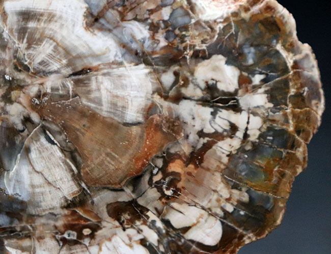 書斎のデスクやインテリアに最適！およそ２億５千万年前の針葉樹の幹の化石、珪化木（Petrified wood）（その7）