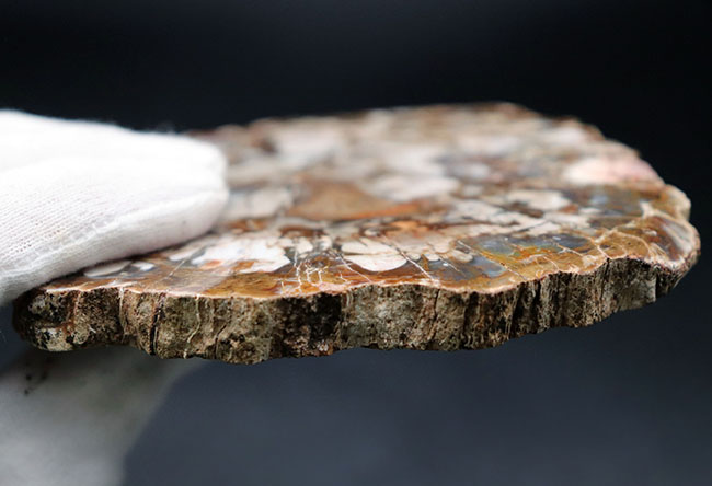 書斎のデスクやインテリアに最適！およそ２億５千万年前の針葉樹の幹の化石、珪化木（Petrified wood）（その8）