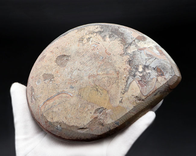 人気のゴニアタイト（Goniatite）の化石。アンモナイト初期型。（その7）
