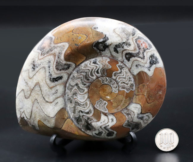 人気のゴニアタイト（Goniatite）の化石。アンモナイト初期型