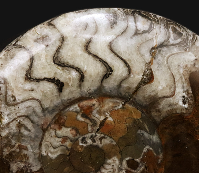 直径最大部198ミリ、過去最大クラス！厚みもすごい！アンモナイトの