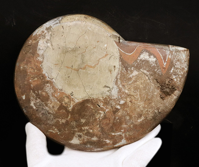 直径最大部198ミリ、過去最大クラス！厚みもすごい！アンモナイトの