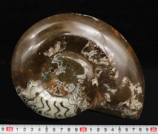 直径最大部198ミリ、過去最大クラス！厚みもすごい！アンモナイトの