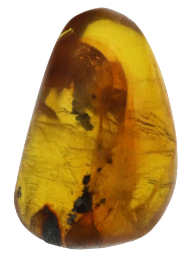透明度高い！カリブ海の島国、ドミニカ共和国で発見された虫入りの琥珀（Amber）（その2）