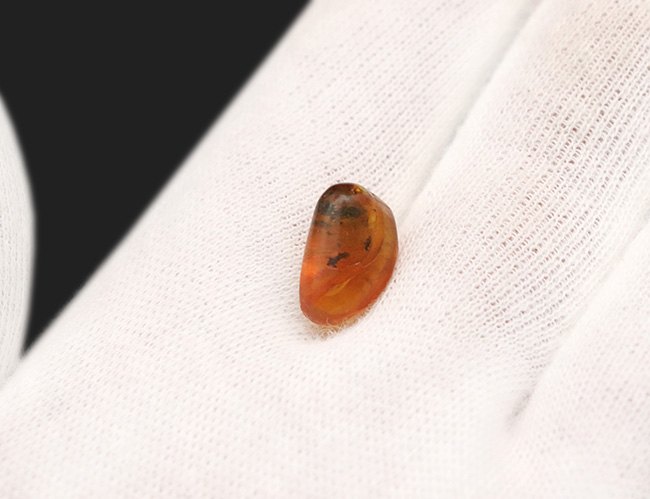 透明度高い！カリブ海の島国、ドミニカ共和国で発見された虫入りの琥珀（Amber）（その4）