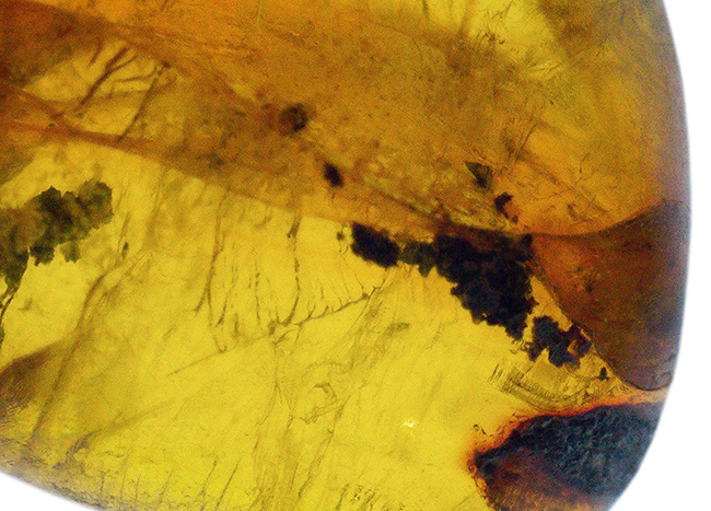 透明度高い！カリブ海の島国、ドミニカ共和国で発見された虫入りの琥珀（Amber）（その6）
