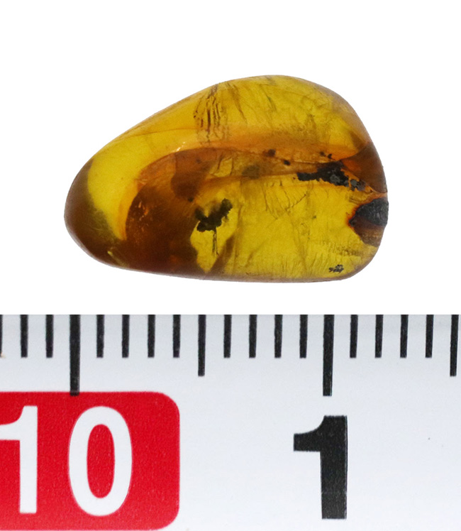 透明度高い！カリブ海の島国、ドミニカ共和国で発見された虫入りの琥珀（Amber）（その7）