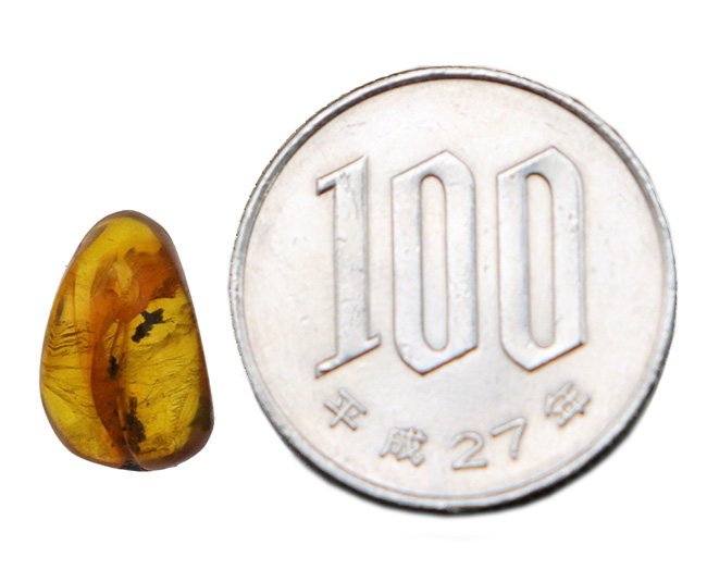 透明度高い！カリブ海の島国、ドミニカ共和国で発見された虫入りの琥珀（Amber）（その8）