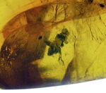 透明度高い！カリブ海の島国、ドミニカ共和国で発見された虫入りの琥珀（Amber）