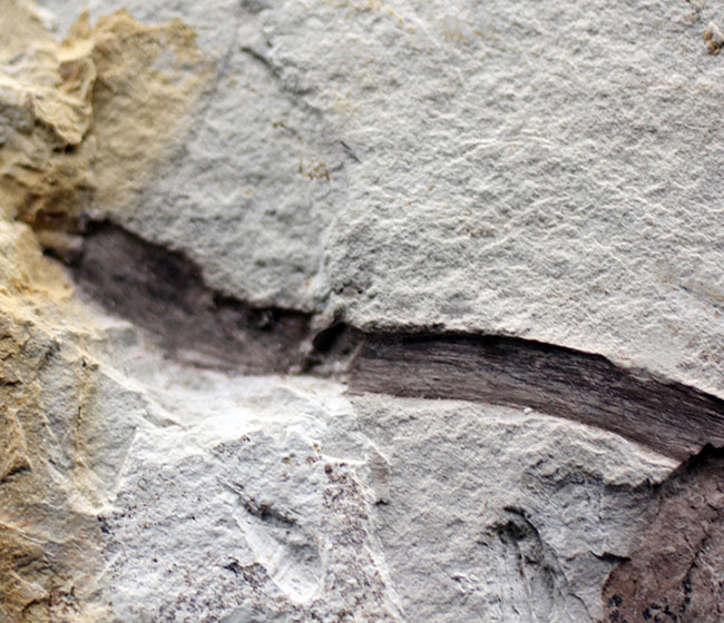 驚くほど硬い表皮を形成するシダ類、トクサ（砥草）の上質の茎の部分の化石。中国遼寧省産。（その3）