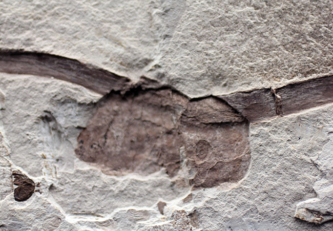 驚くほど硬い表皮を形成するシダ類、トクサ（砥草）の上質の茎の部分の化石。中国遼寧省産。（その4）