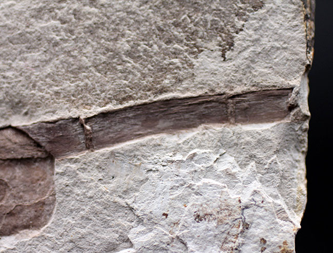 驚くほど硬い表皮を形成するシダ類、トクサ（砥草）の上質の茎の部分の化石。中国遼寧省産。（その5）
