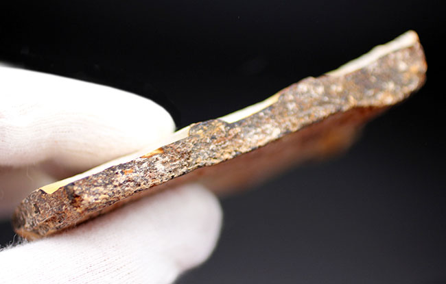 驚くほど硬い表皮を形成するシダ類、トクサ(砥草)の上質の茎の部分の化石。中国遼寧省産。(その7)