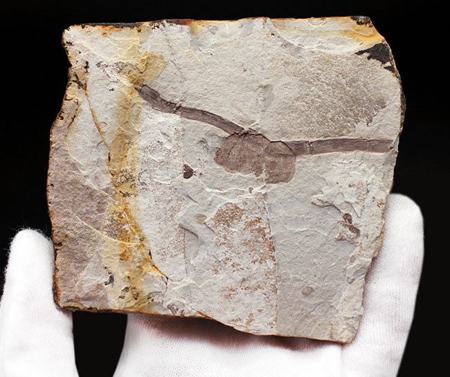 驚くほど硬い表皮を形成するシダ類、トクサ（砥草）の上質の茎の部分の化石。中国遼寧省産。（その8）