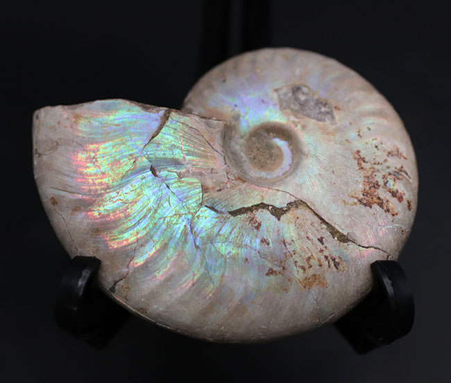 真珠光沢に似た美しい遊色を呈する、アンモナイト、クレオニラス（Cleoniceras）の化石（その1）