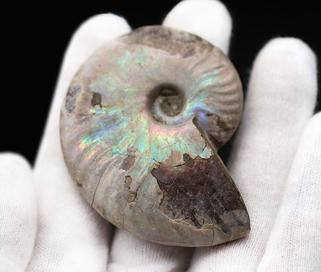 真珠光沢に似た美しい遊色を呈する、アンモナイト、クレオニラス（Cleoniceras）の化石（その3）