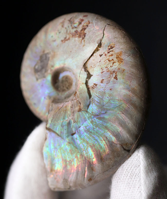 真珠光沢に似た美しい遊色を呈する、アンモナイト、クレオニラス（Cleoniceras）の化石（その4）