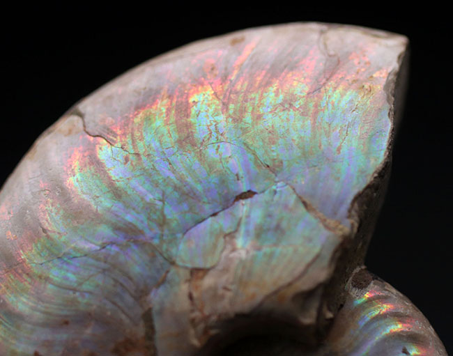 真珠光沢に似た美しい遊色を呈する、アンモナイト、クレオニラス（Cleoniceras）の化石（その5）