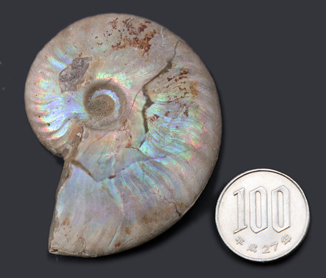 真珠光沢に似た美しい遊色を呈する、アンモナイト、クレオニラス（Cleoniceras）の化石（その7）