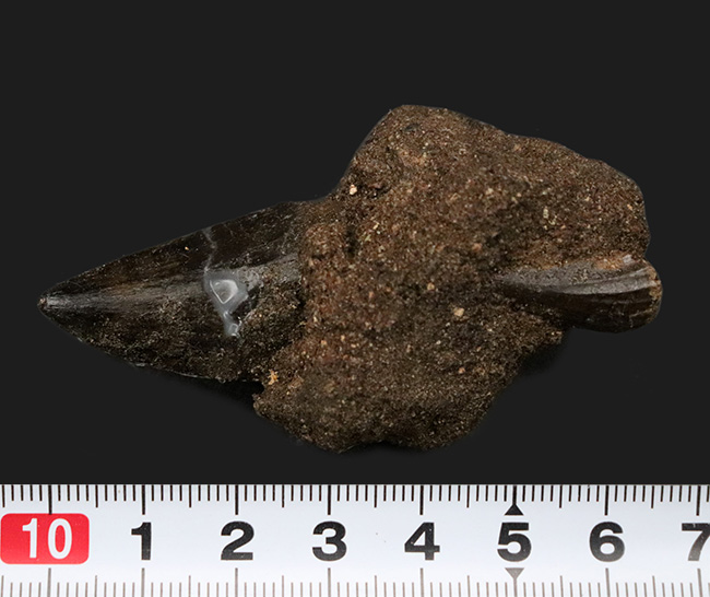 レア、大小二個あり！米国カンザス州産のモササウルス（Mosasaurus）の仲間の歯化石（その7）