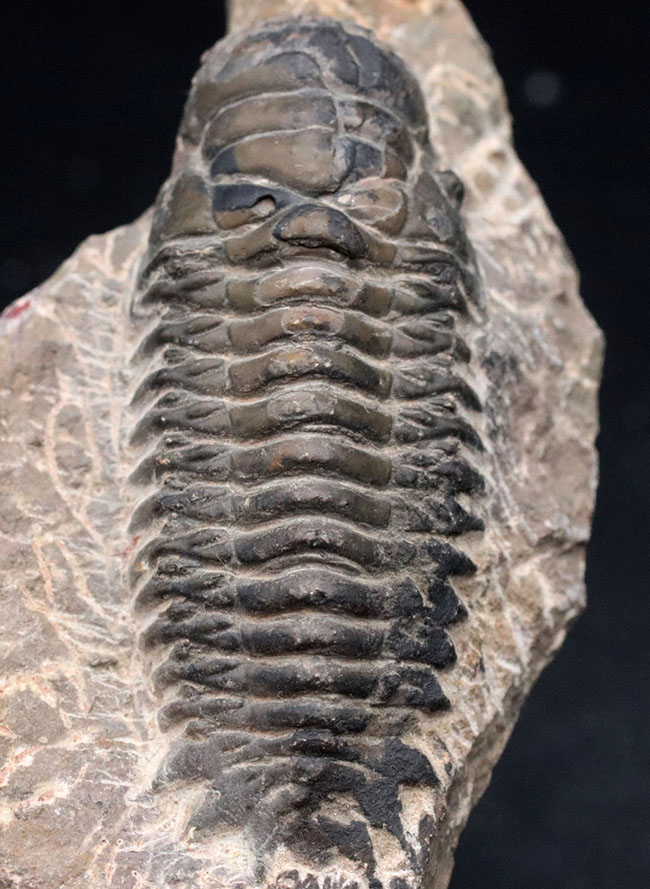 キャタピラーのごときフォルムが特徴的な三葉虫、クロタロセファルス・ギブス（Crotalocephalus gibbus）の化石（その1）