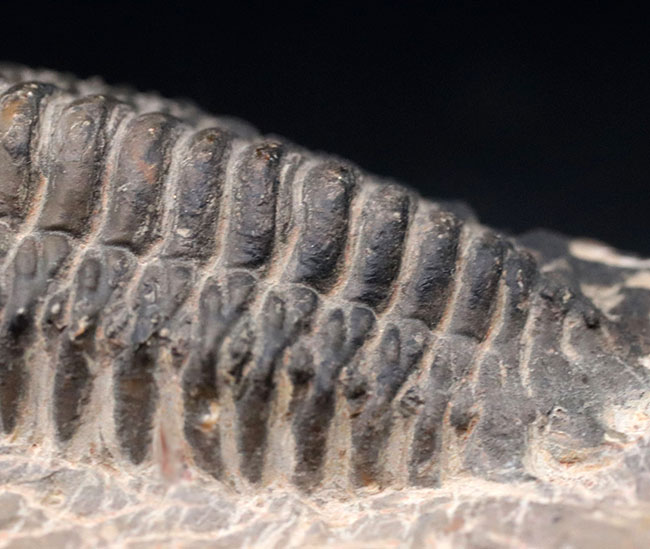 キャタピラーのごときフォルムが特徴的な三葉虫、クロタロセファルス・ギブス（Crotalocephalus gibbus）の化石（その10）