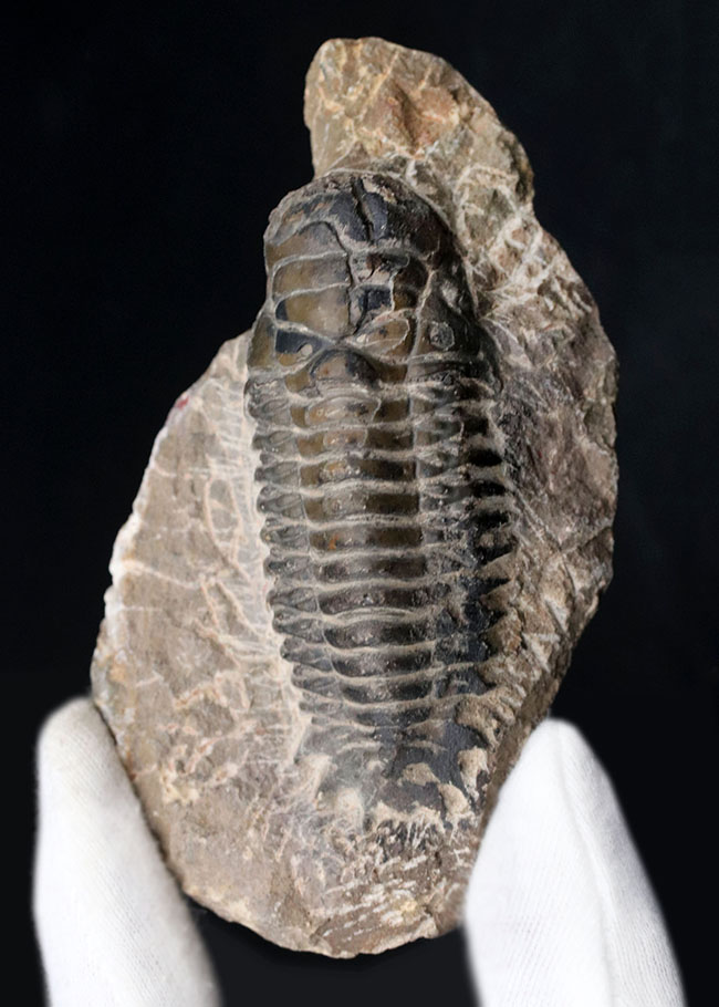 キャタピラーのごときフォルムが特徴的な三葉虫、クロタロセファルス・ギブス（Crotalocephalus gibbus）の化石（その2）