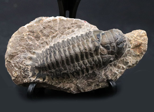 キャタピラーのごときフォルムが特徴的な三葉虫、クロタロセファルス・ギブス（Crotalocephalus gibbus）の化石（その3）