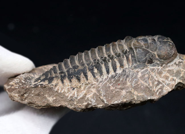 キャタピラーのごときフォルムが特徴的な三葉虫、クロタロセファルス・ギブス（Crotalocephalus gibbus）の化石（その4）