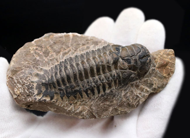 キャタピラーのごときフォルムが特徴的な三葉虫、クロタロセファルス・ギブス（Crotalocephalus gibbus）の化石（その5）