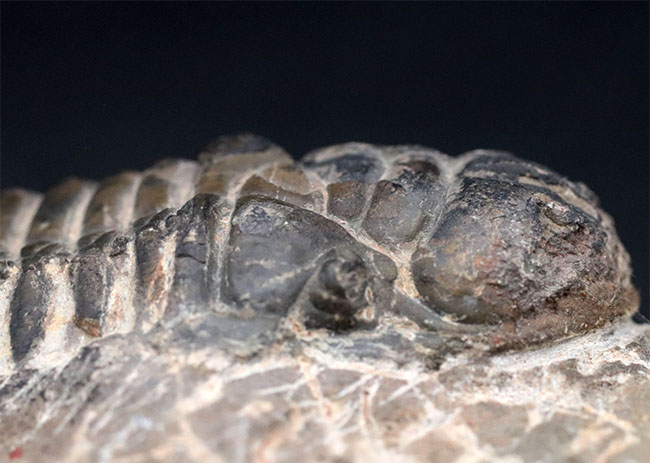 キャタピラーのごときフォルムが特徴的な三葉虫、クロタロセファルス・ギブス（Crotalocephalus gibbus）の化石（その7）