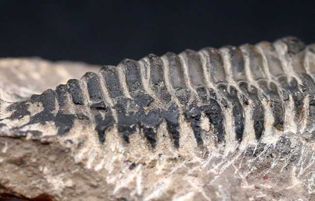 キャタピラーのごときフォルムが特徴的な三葉虫、クロタロセファルス・ギブス（Crotalocephalus gibbus）の化石（その8）