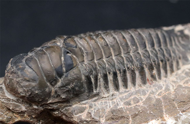 キャタピラーのごときフォルムが特徴的な三葉虫、クロタロセファルス・ギブス（Crotalocephalus gibbus）の化石（その9）